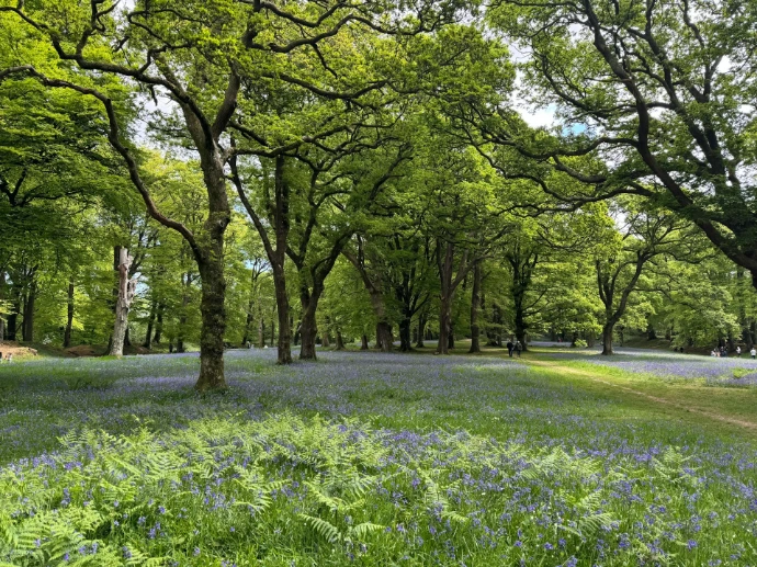 A lush green meadow with blue flowers.